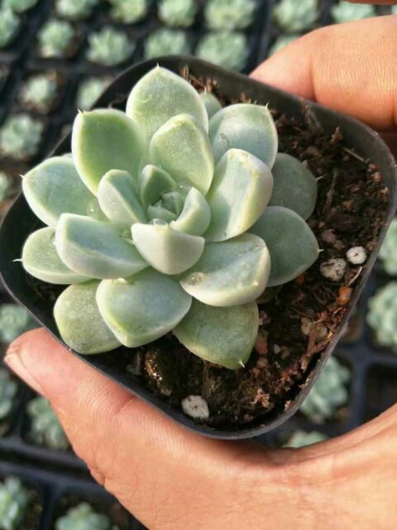 多肉植物带盆栽好