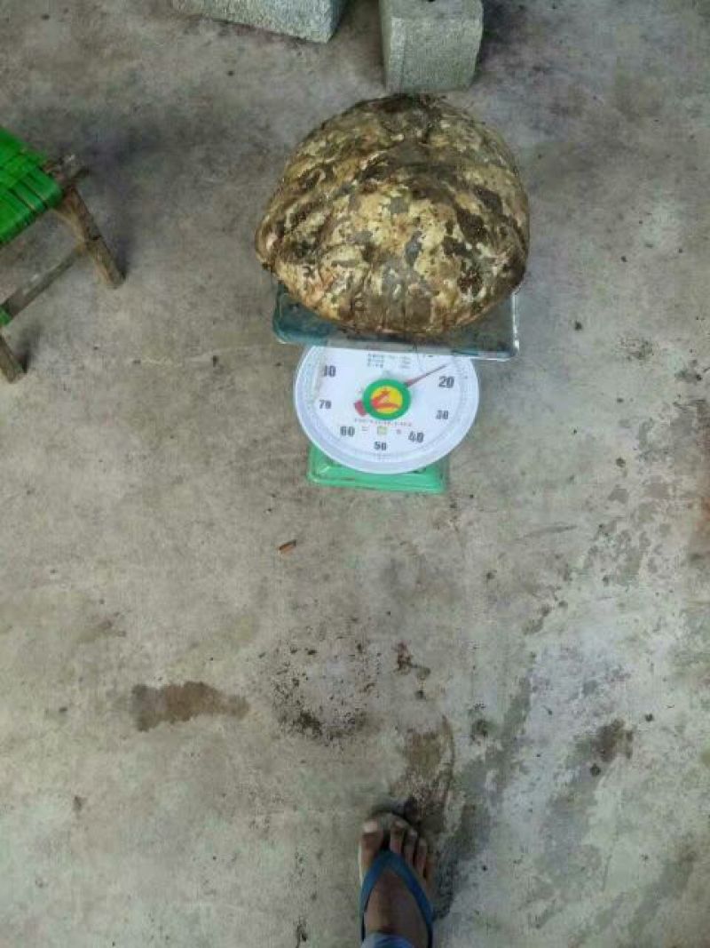魔芋干散装