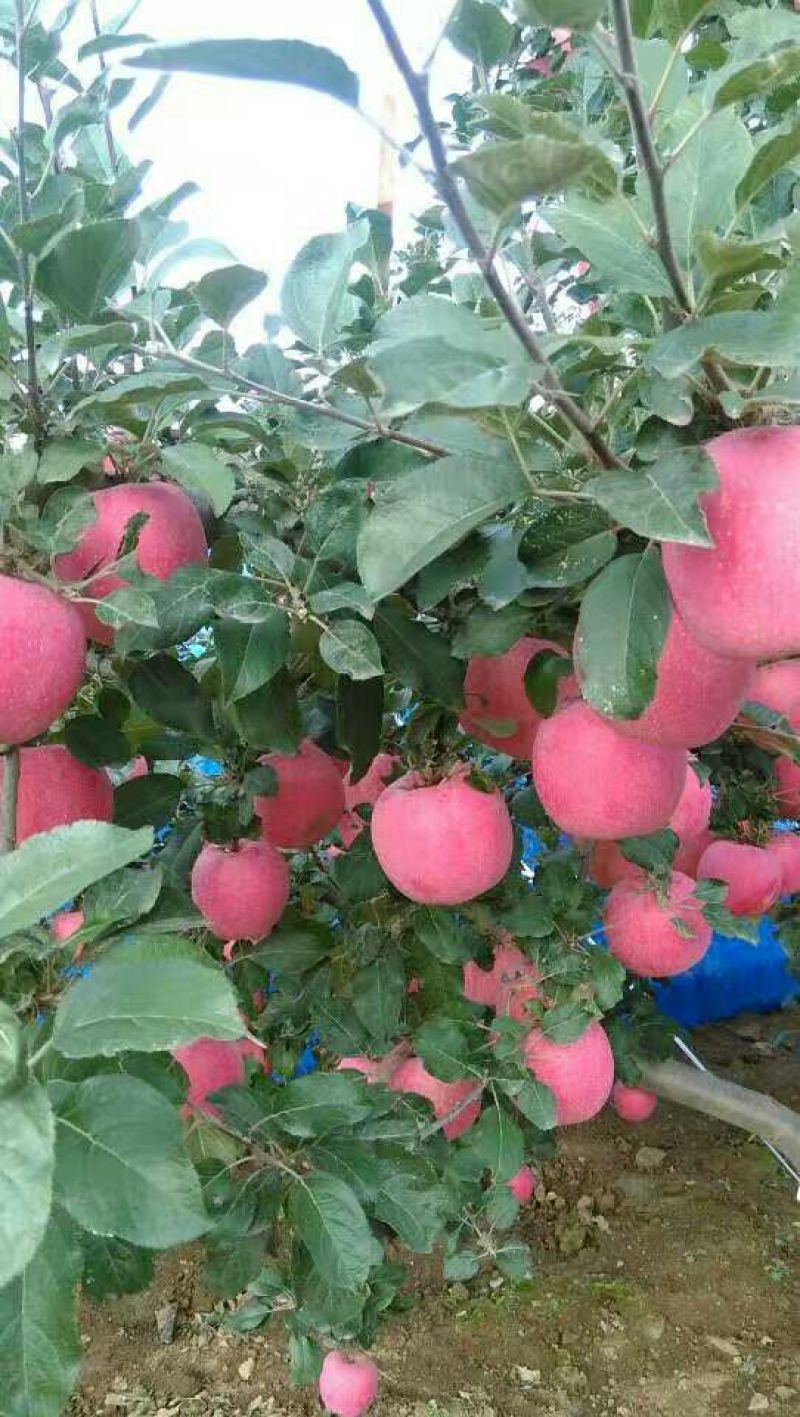 红富士苹果