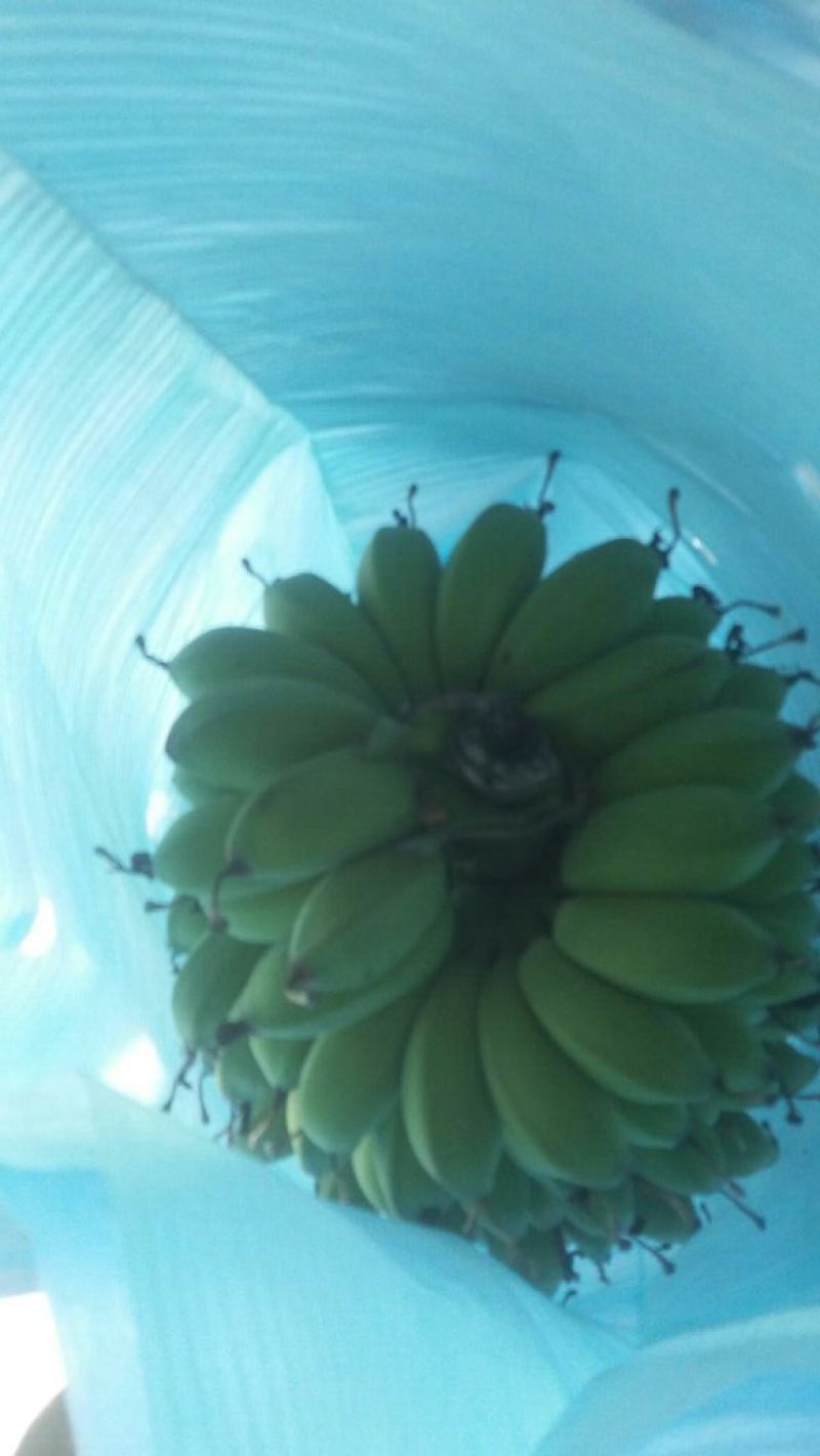 苹果蕉八成熟