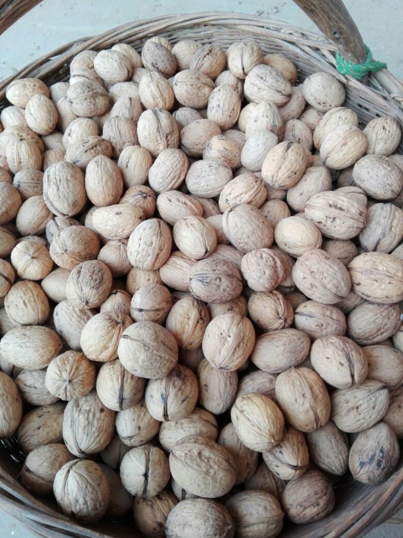 薄皮核桃去皮干