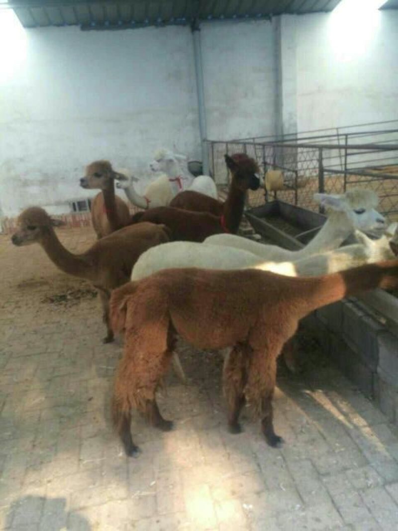 羊驼旅游观光展览