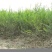 石榴树树苗突尼斯软籽庭院果树盆栽南方北方种植特大无籽石榴