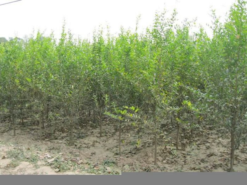 石榴树树苗突尼斯软籽庭院果树盆栽南方北方种植特大无籽石榴