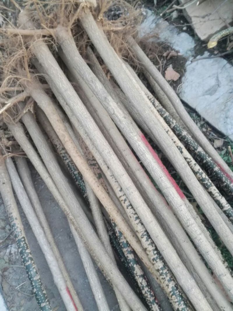 国槐8~10cm4~6cm2~3米