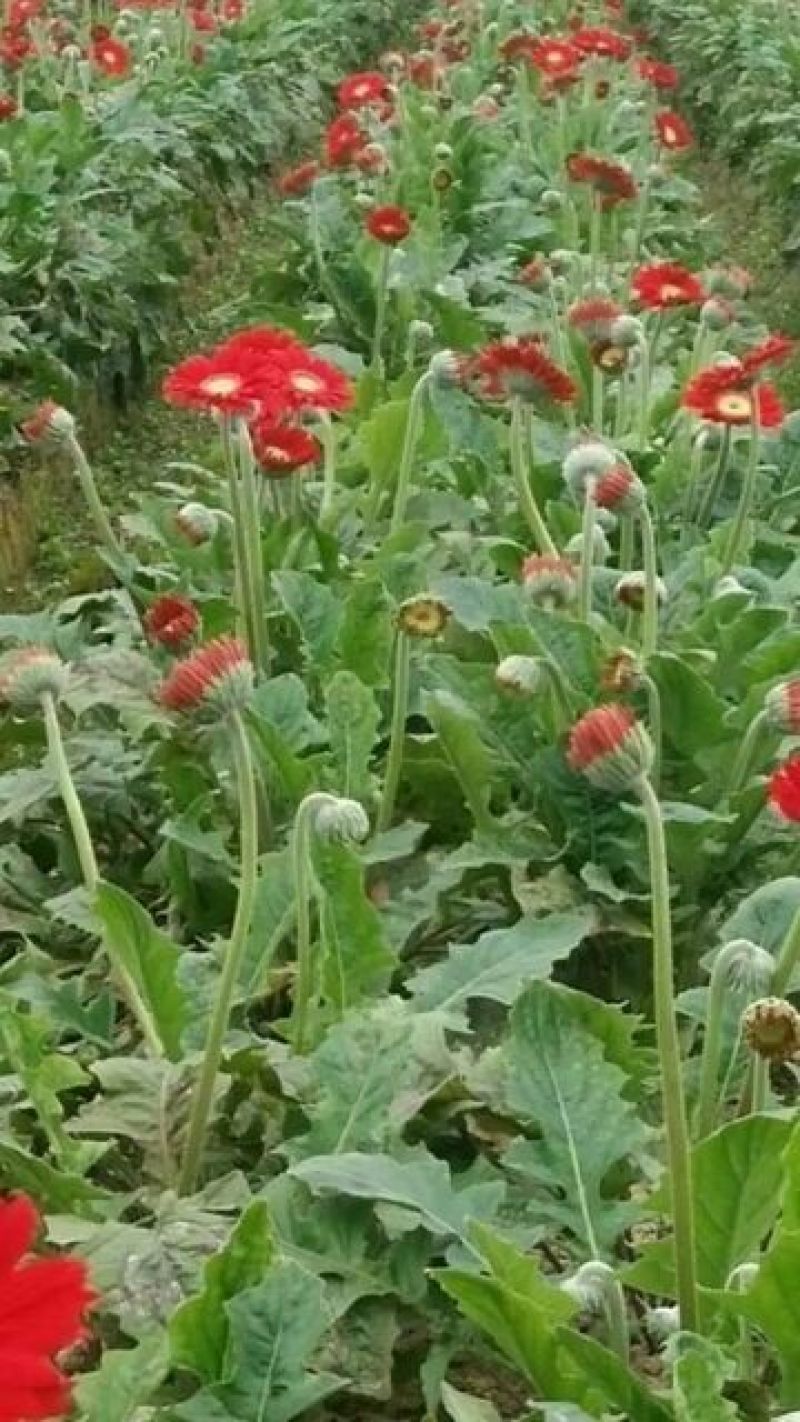 扶郎花非洲菊18枝一扎浙江海宁基地发货