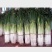 长白大葱40cm以上净葱3cm左右