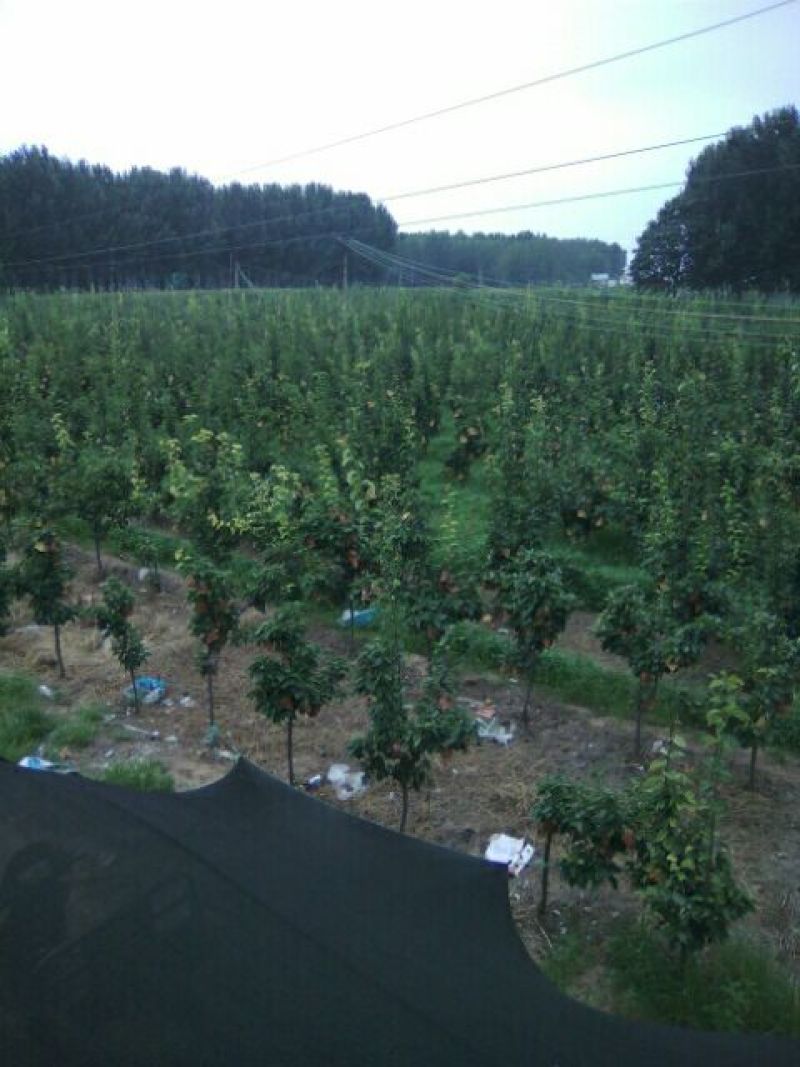 晚秋黄梨450~500g纸加膜