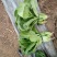 菠菜10~15厘米
