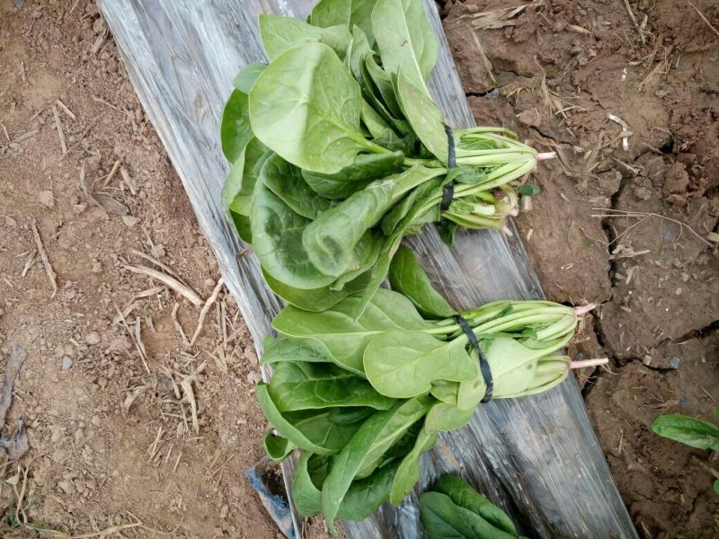 菠菜10~15厘米