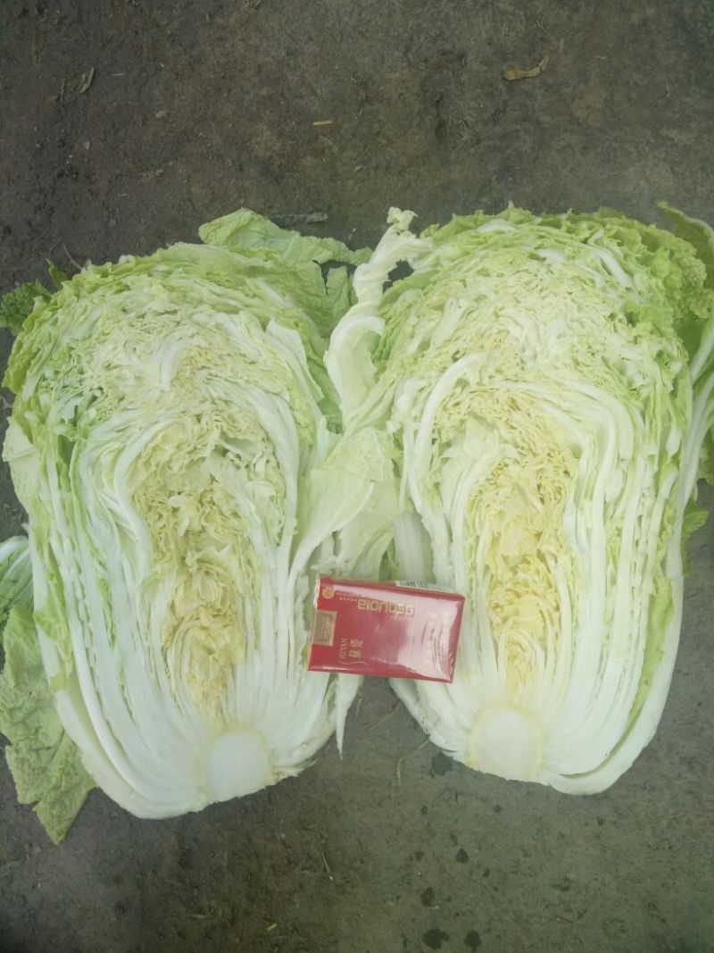 大白菜4~6斤