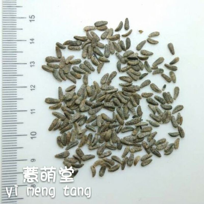 牛籽
