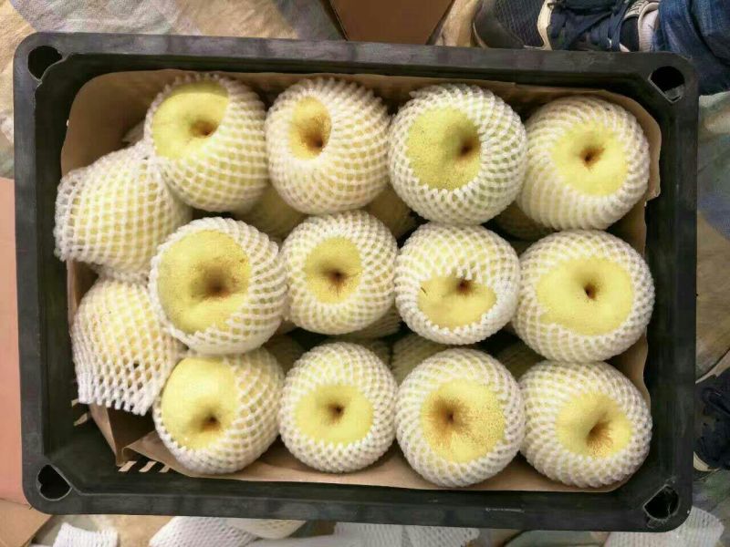 砀山梨300~350g光果