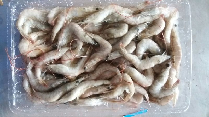 青虾食用26~30只/kg