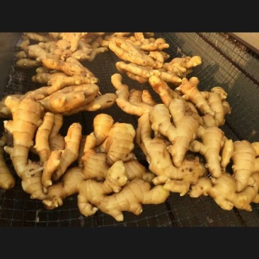 面姜
