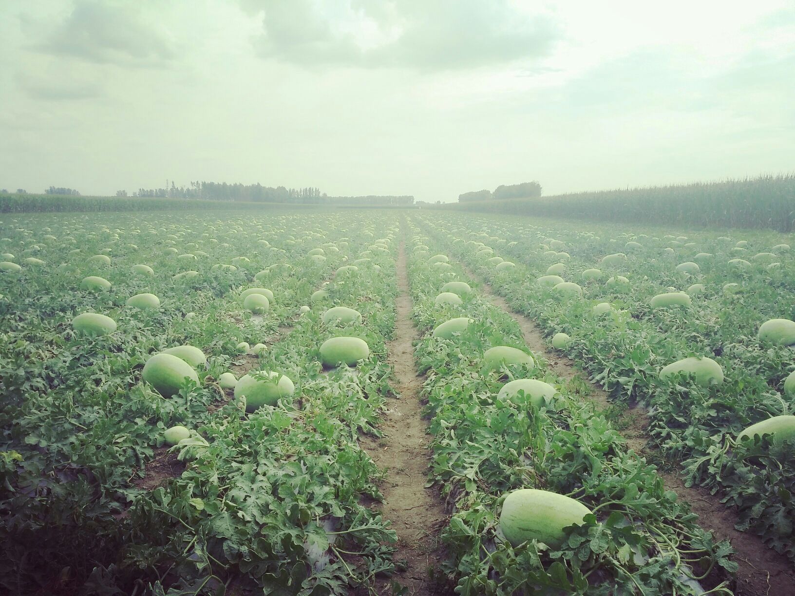 黑龙江哈尔滨市双城区新红宝西瓜 15斤打底 9