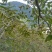 山核桃30mm以上去皮干