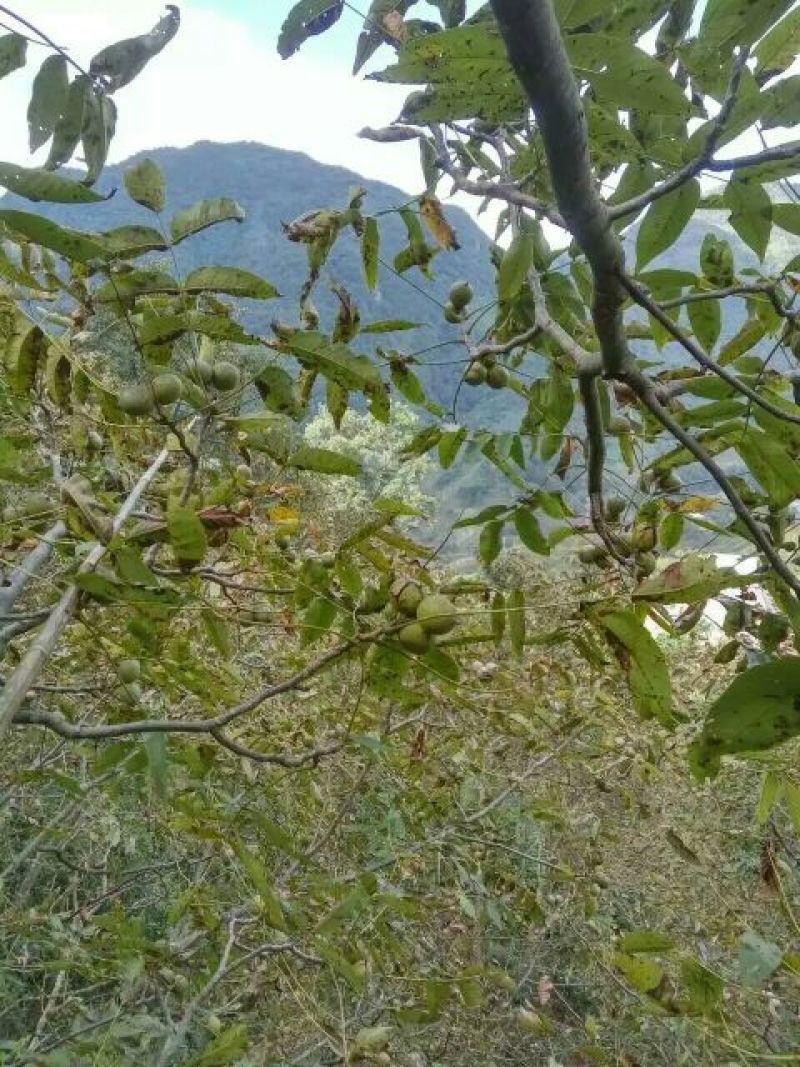 山核桃30mm以上去皮干