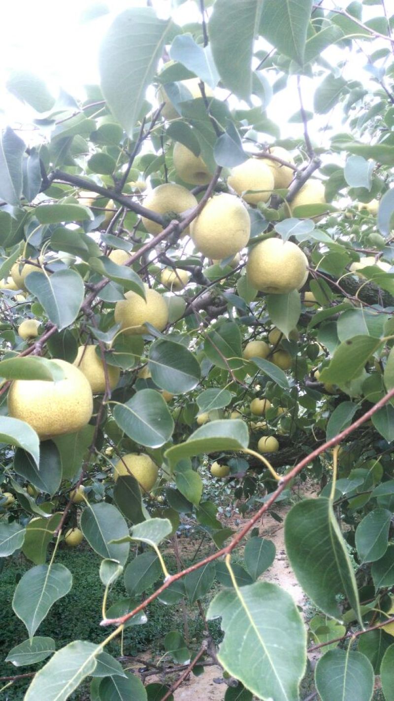 砀山梨300~350g纸箱