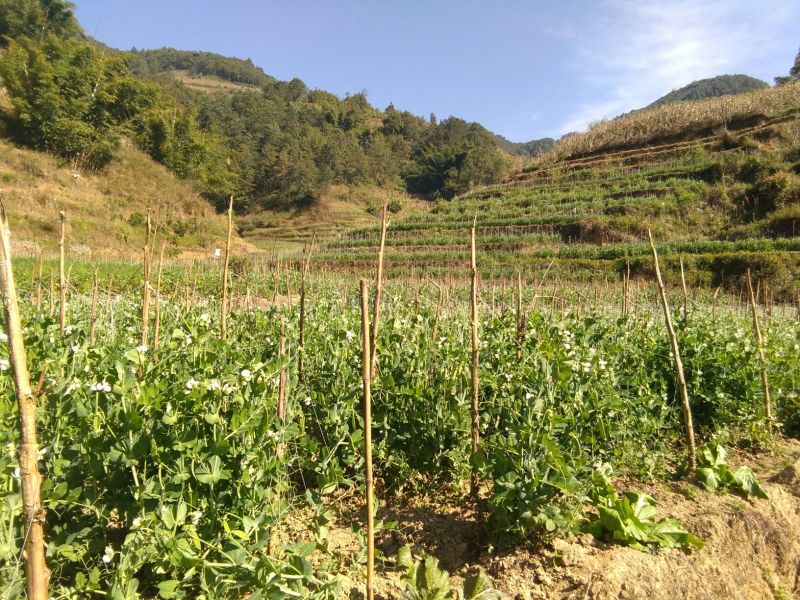 长寿仁豌豆饱满