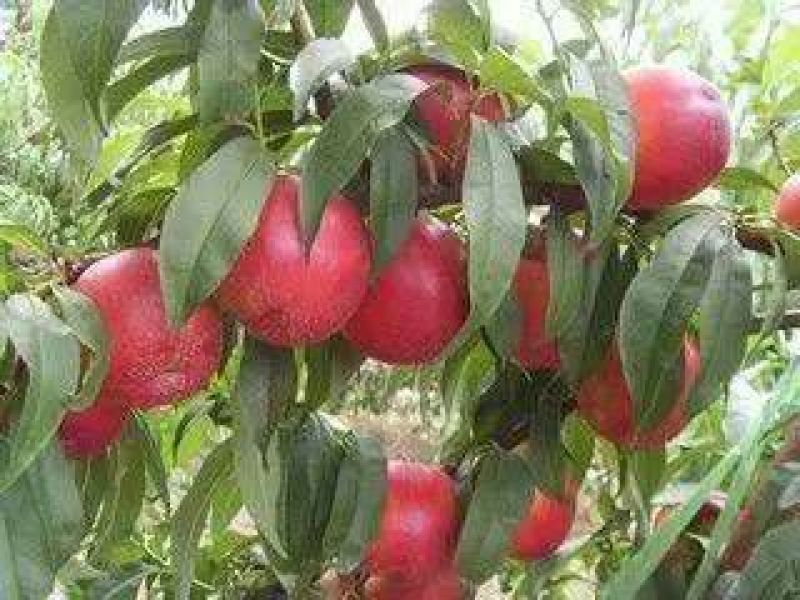 中油5号油桃2两以上