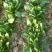 小叶菠菜10~15厘米