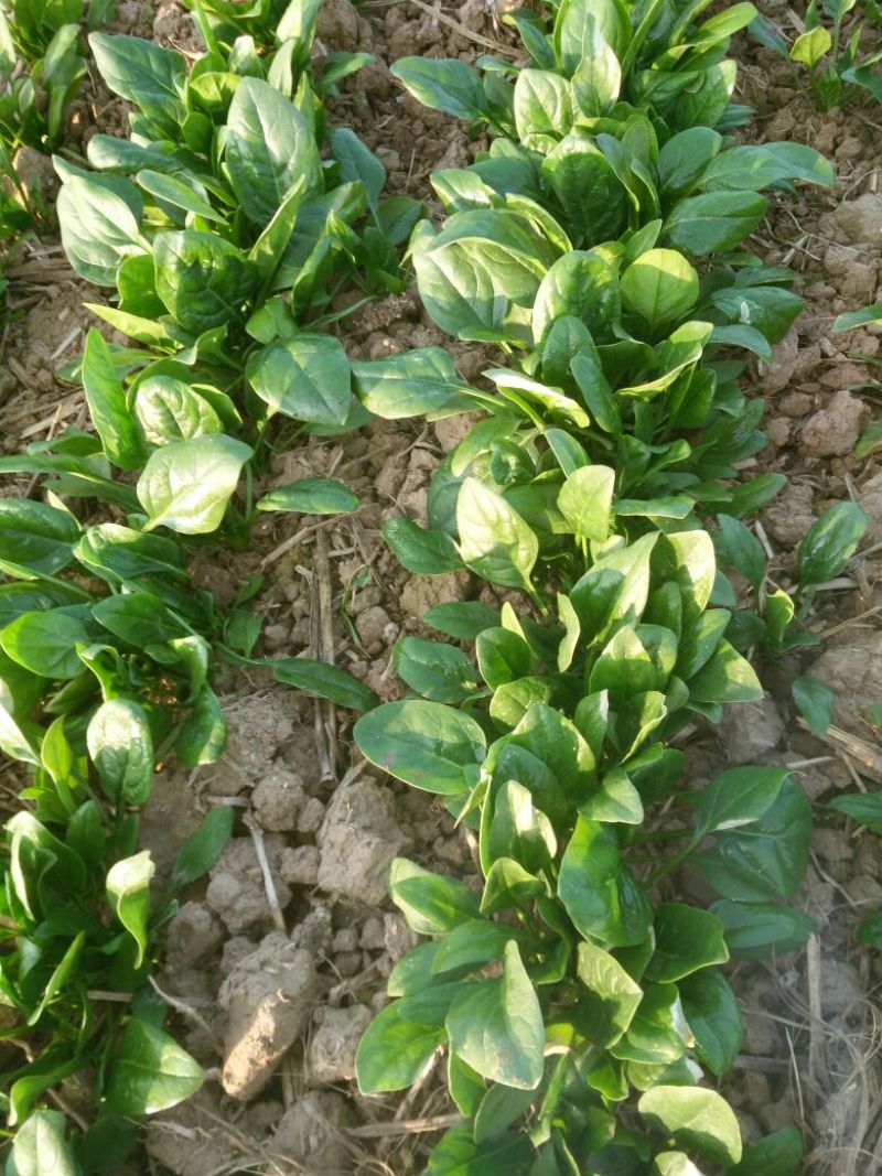 小叶菠菜10~15厘米