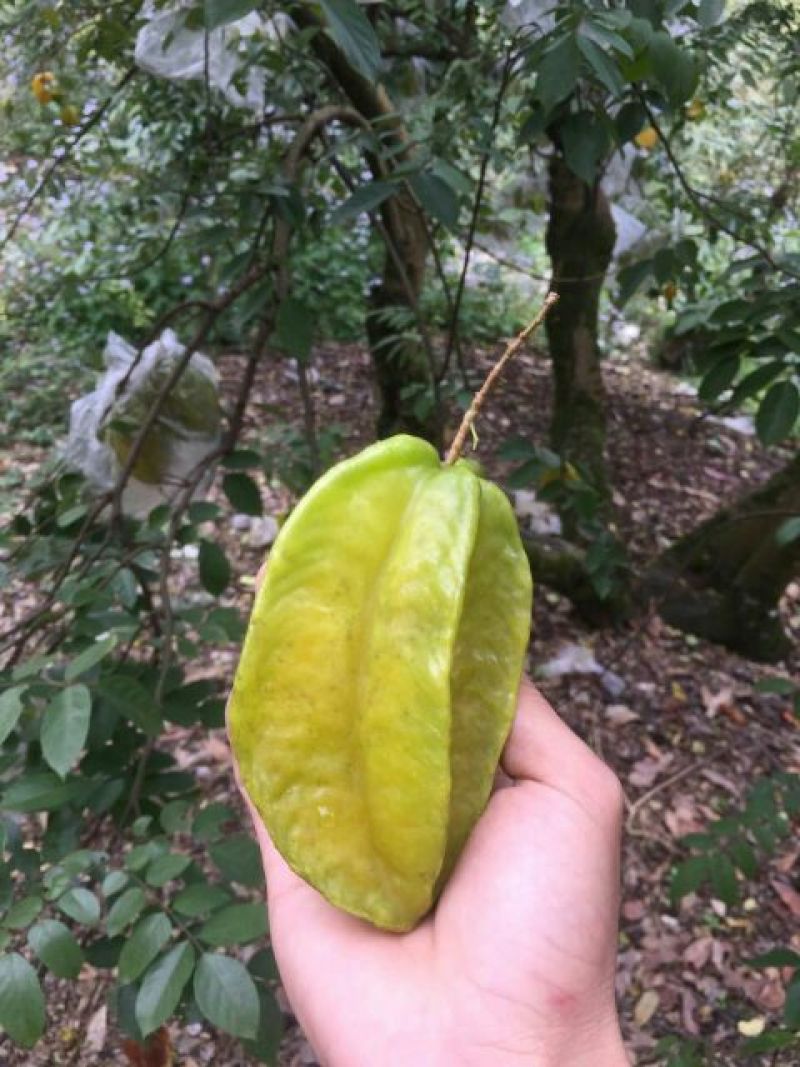 红杨桃4~5两