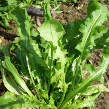荠菜10cm以上