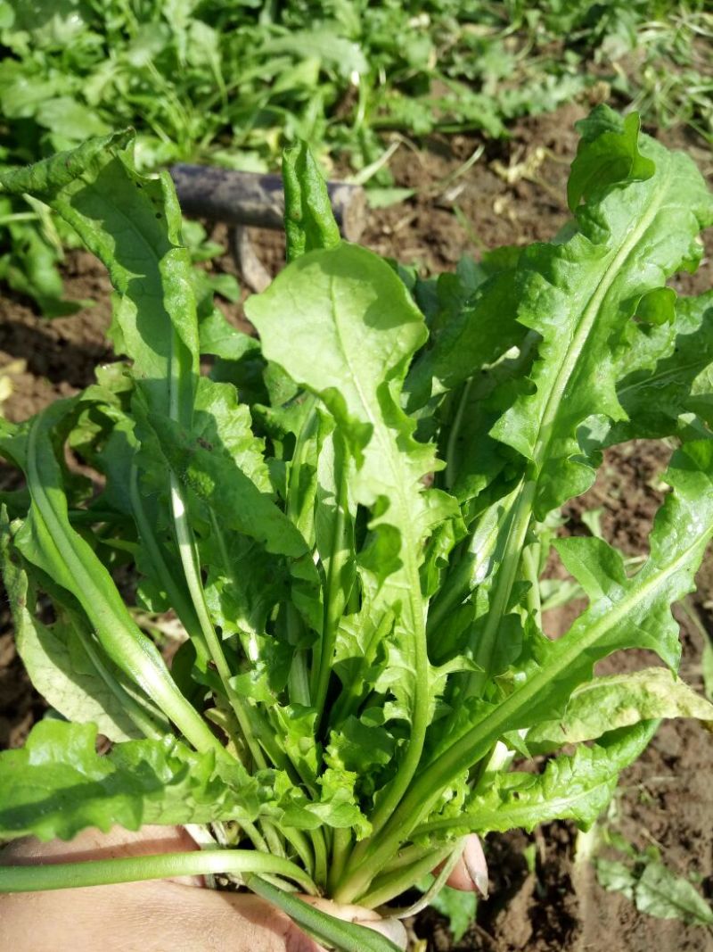 荠菜10cm以上