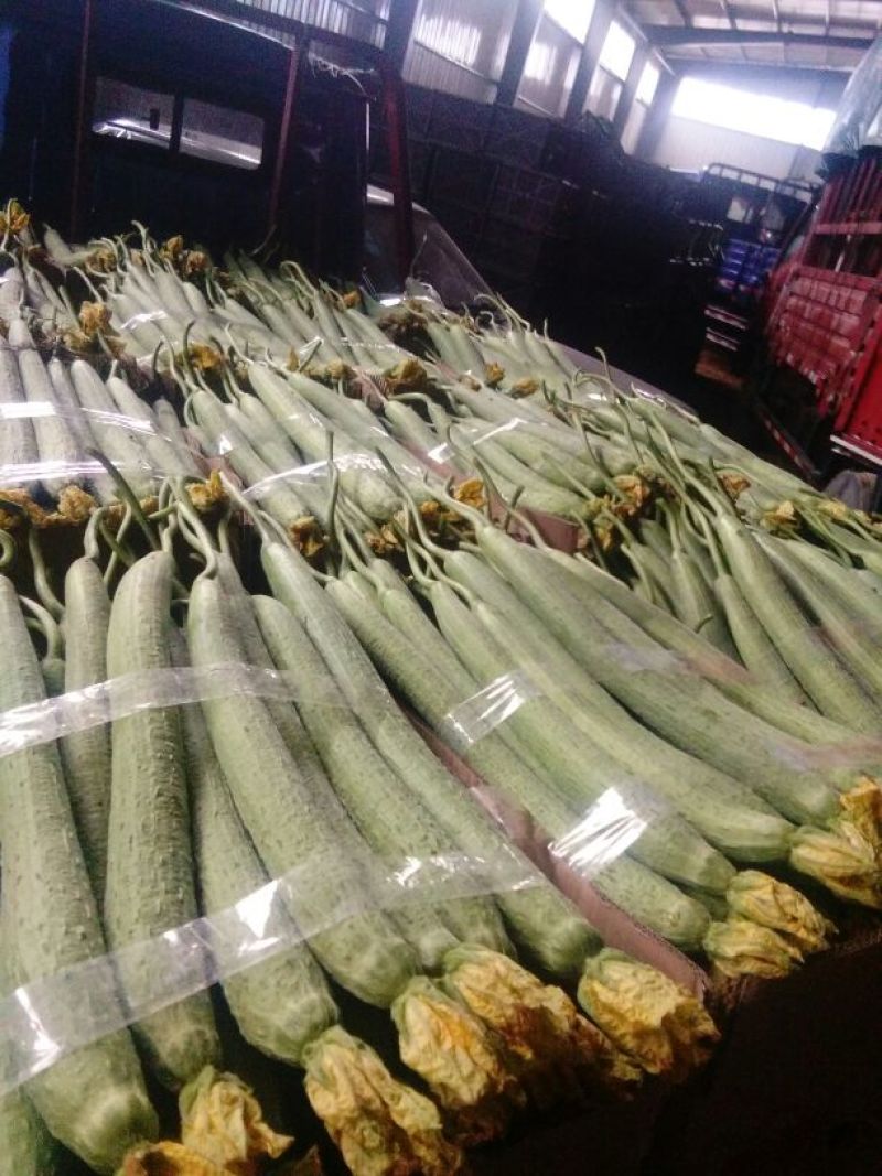 鲜花丝瓜40厘米以上