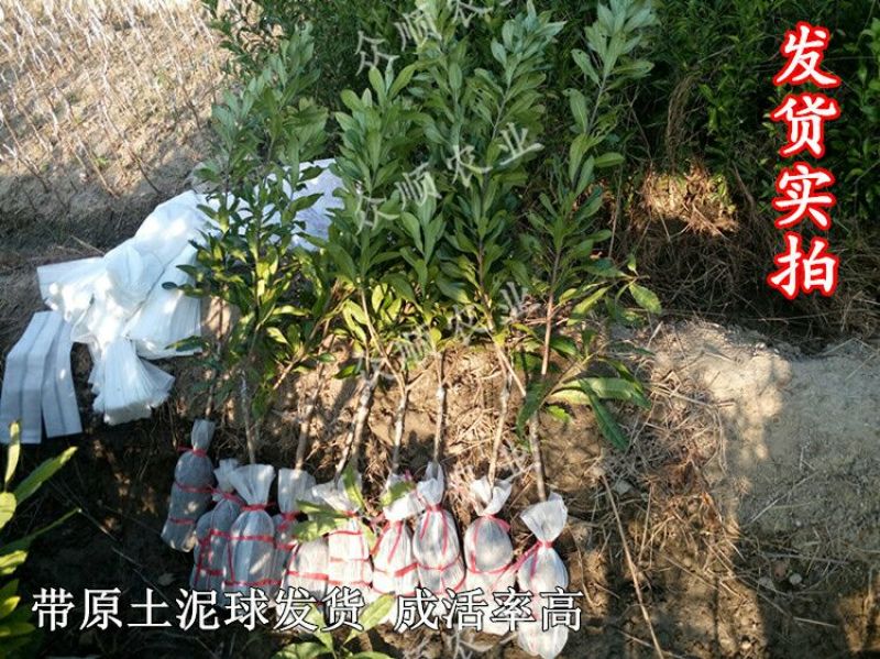 杨梅树苗1~250cm以下