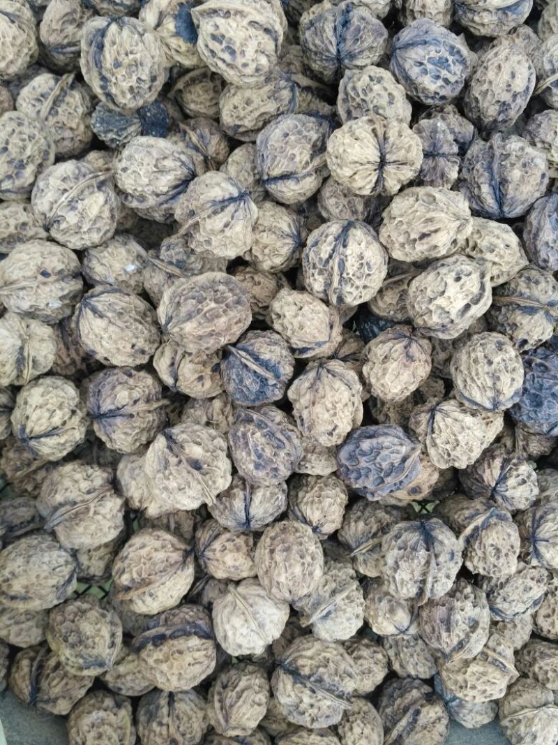 铁核桃去皮干