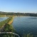 池鲤鱼