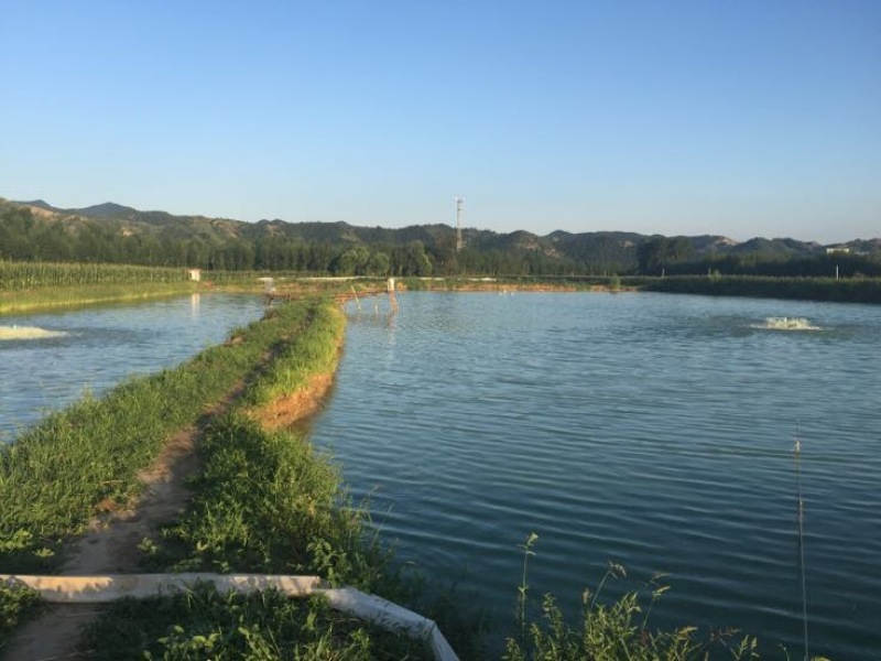 池鲤鱼