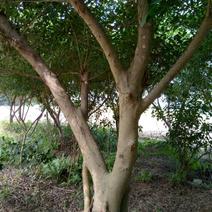 景观榕树14~16cm