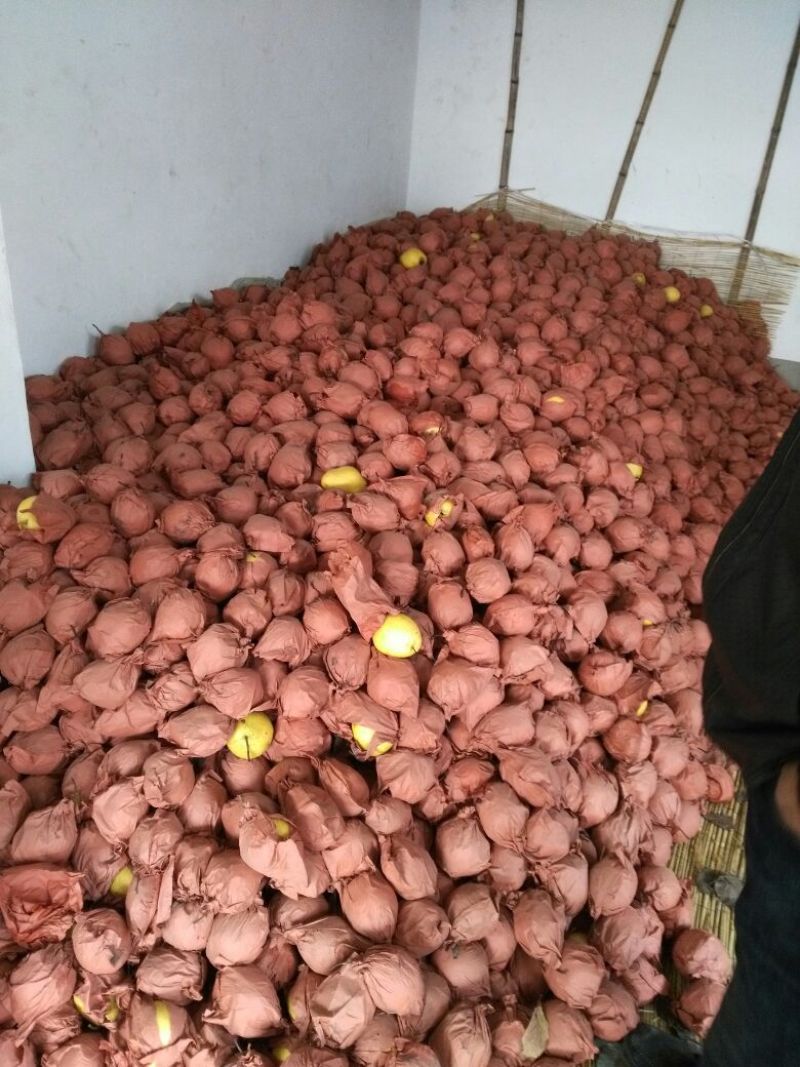 雪花梨300~350g纸袋