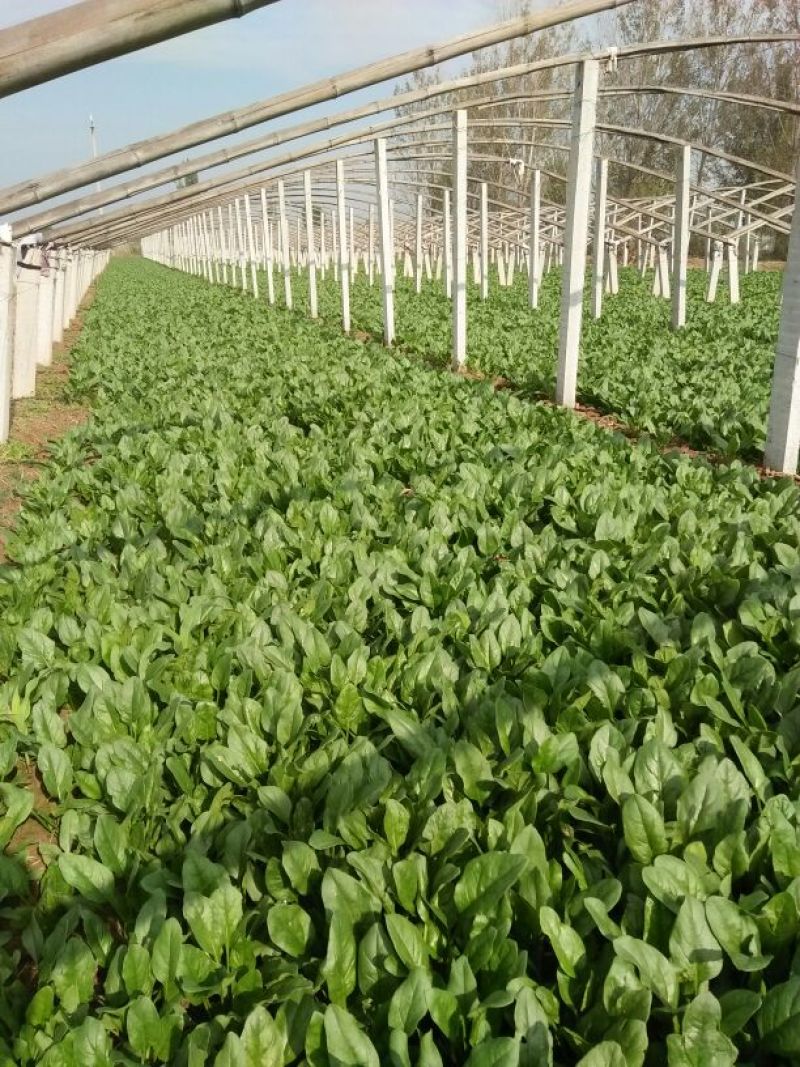 越冬菠菜15~20厘米