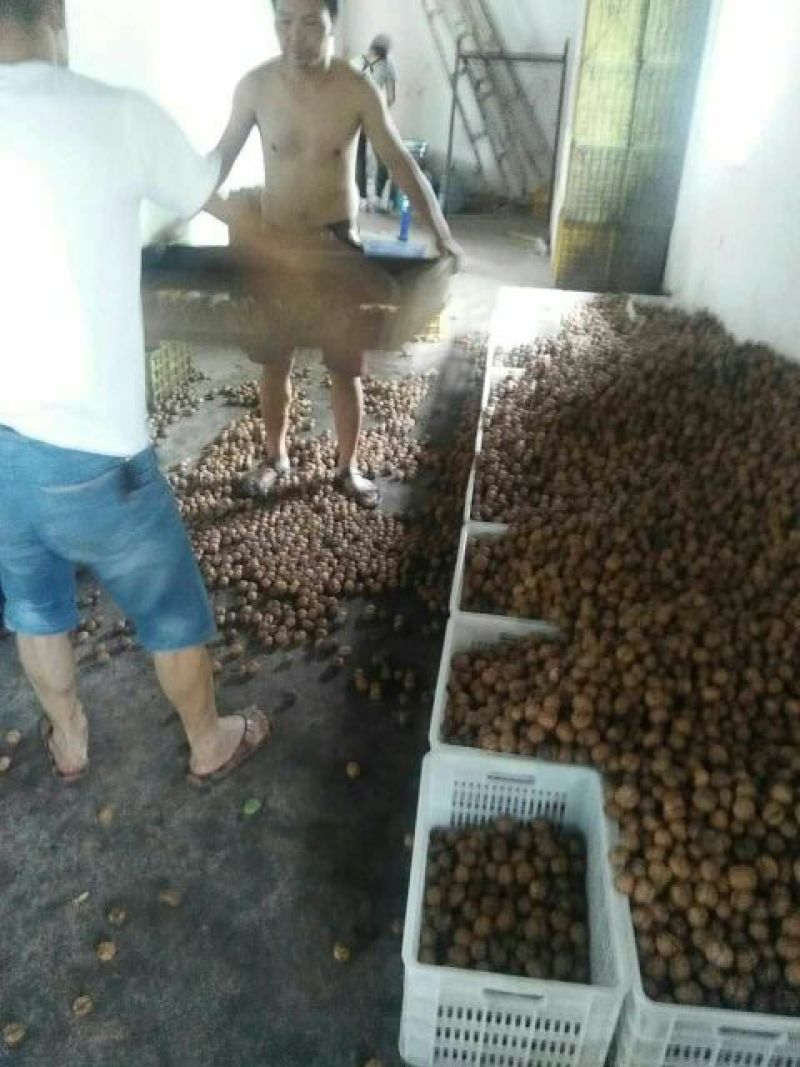 青皮核桃30mm以上去皮