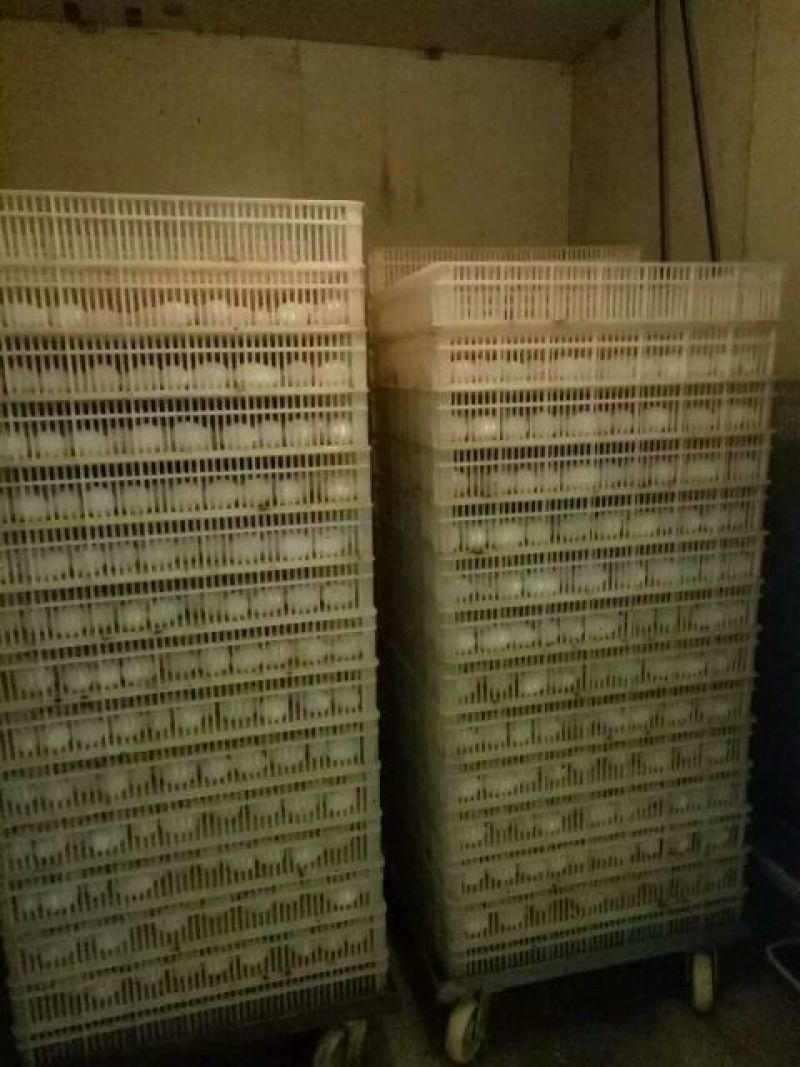 鹅苗250g以下