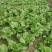 青菜30cm以上