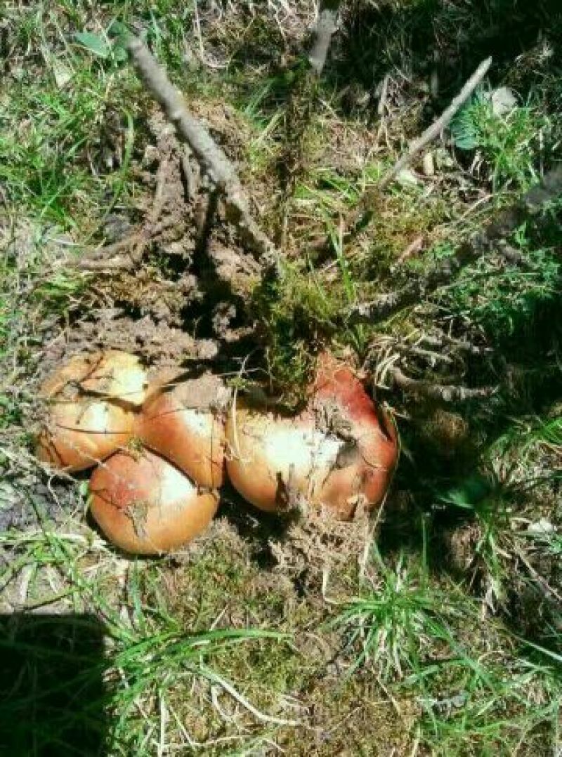 松蘑特级