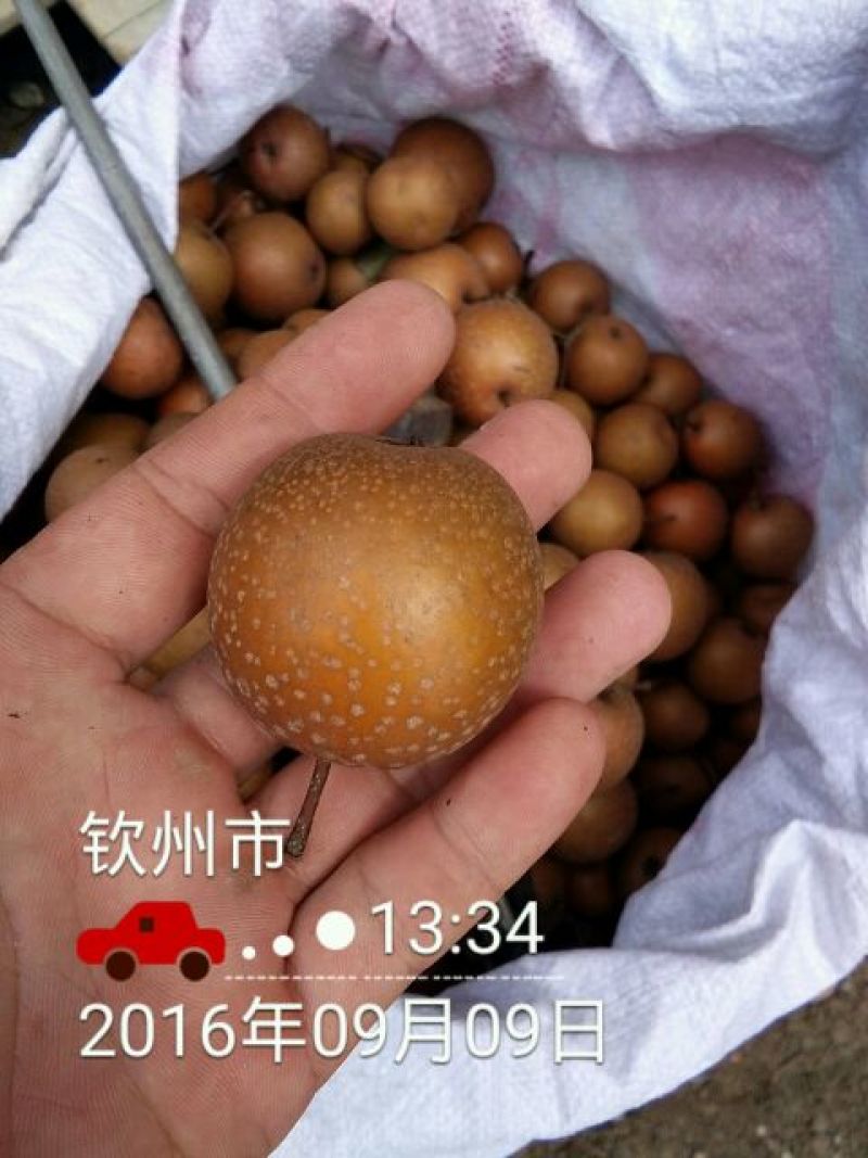 沙梨60~100g膜袋