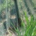 生态甲鱼1.5~2斤