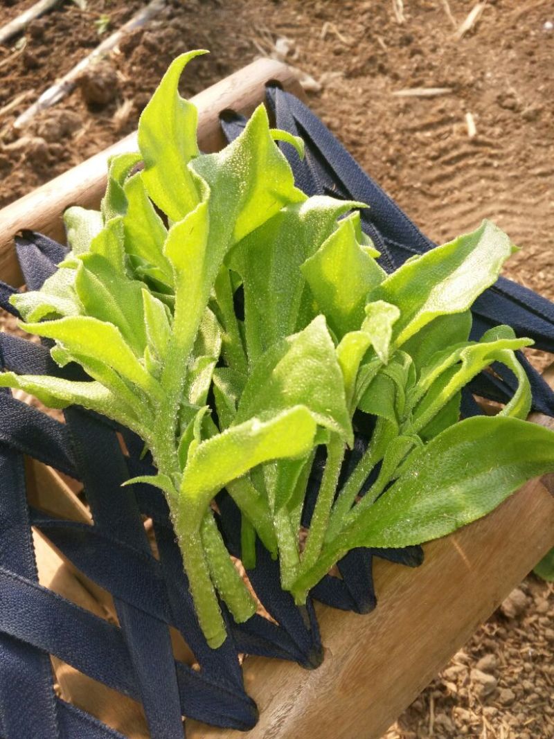 山东寿光蔬菜野菜冰草，货优量足支持一件代发，欢迎电话联系