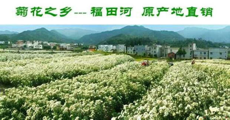 白菊花茶胎菊