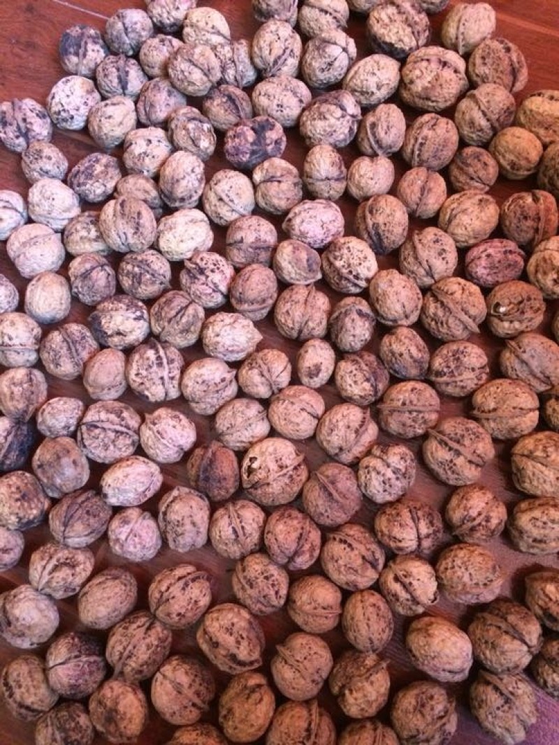 大泡核桃