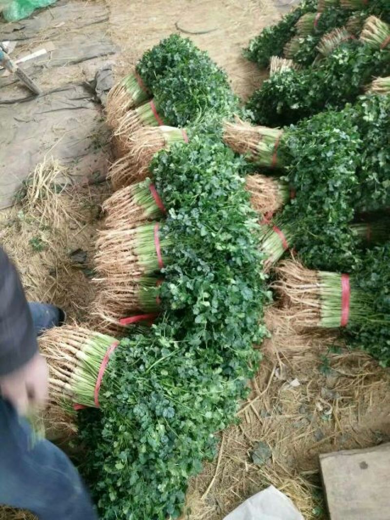 山东省聊城市莘县中叶铁杆青香菜20~25厘米以上