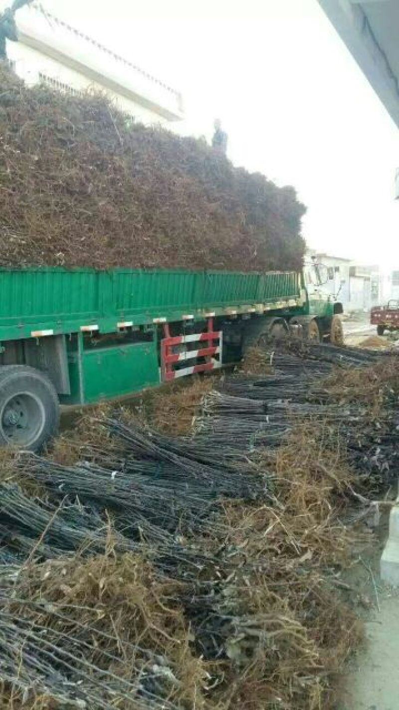 甜柿子树苗嫁接成苗1-5年苗，阳丰甜柿子树苗罗田甜柿