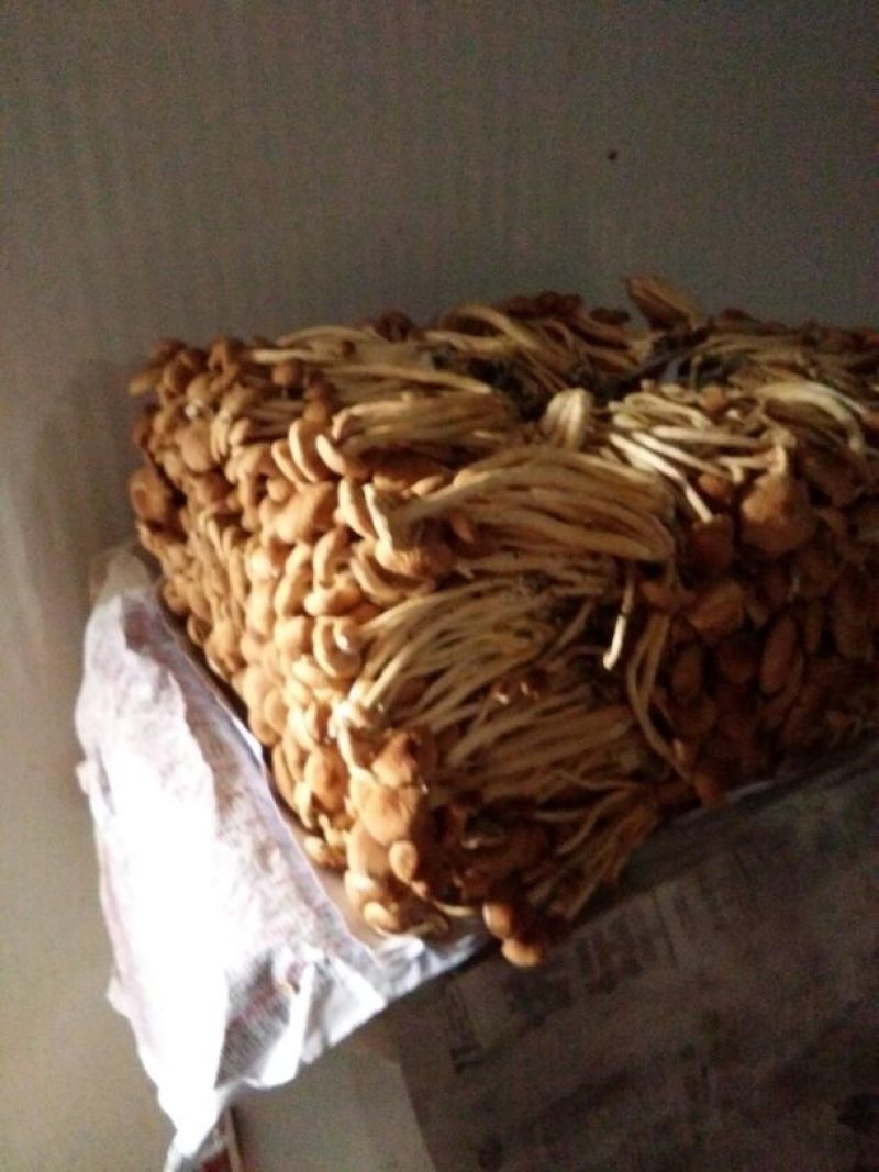 茶树菇